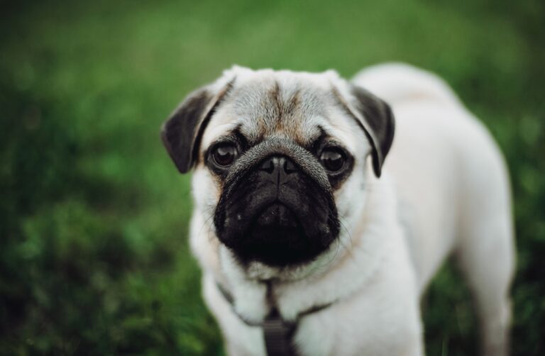 Pug Dog