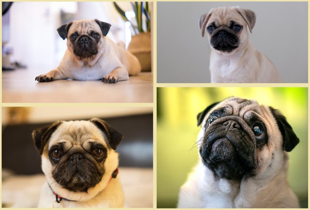 pug dogs