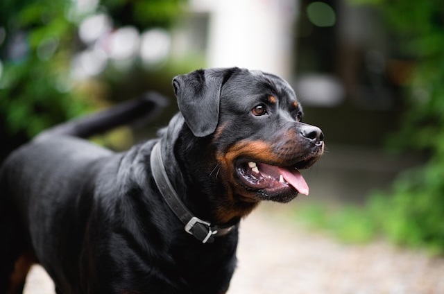 Rottweiler