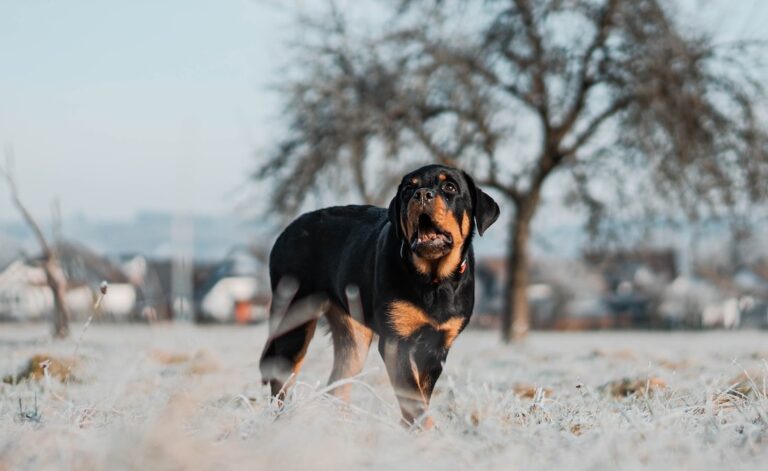 Rottweiler