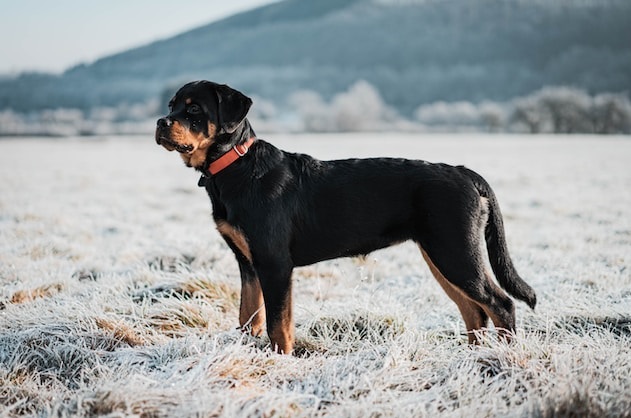 Rottweiler dog 