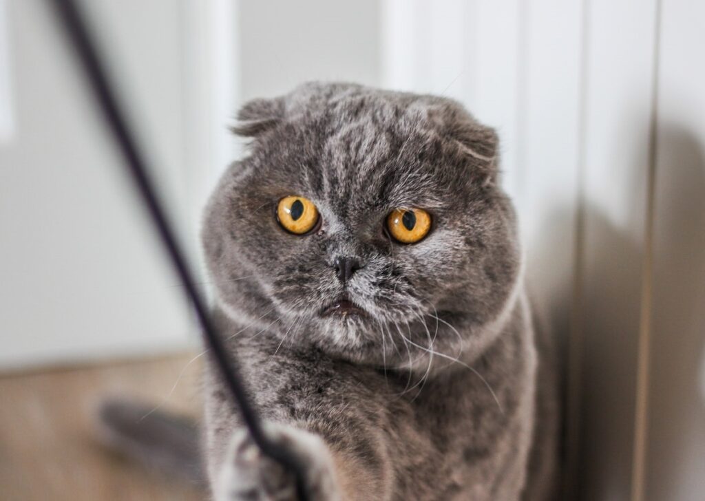 Scottish fold