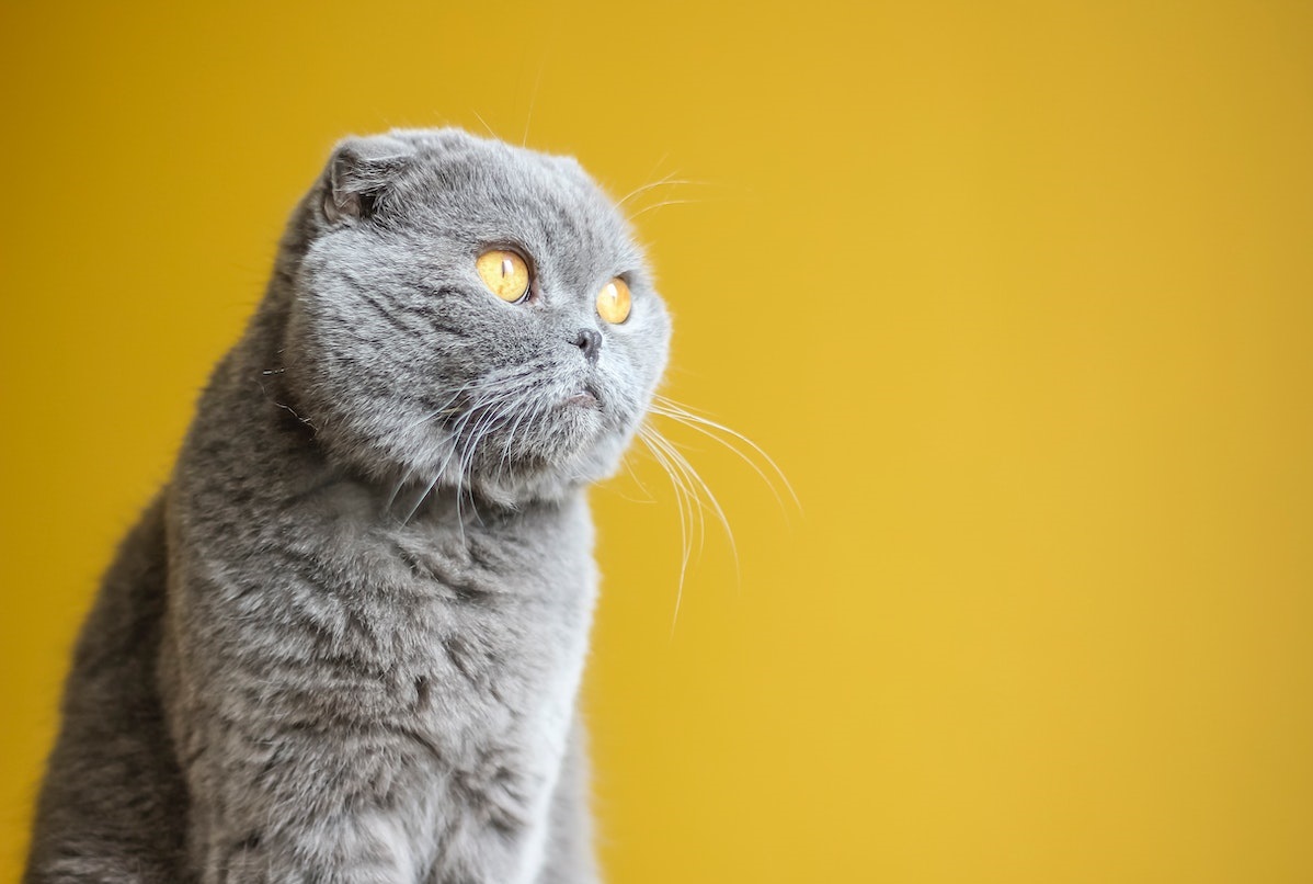 Scottish Fold Cat