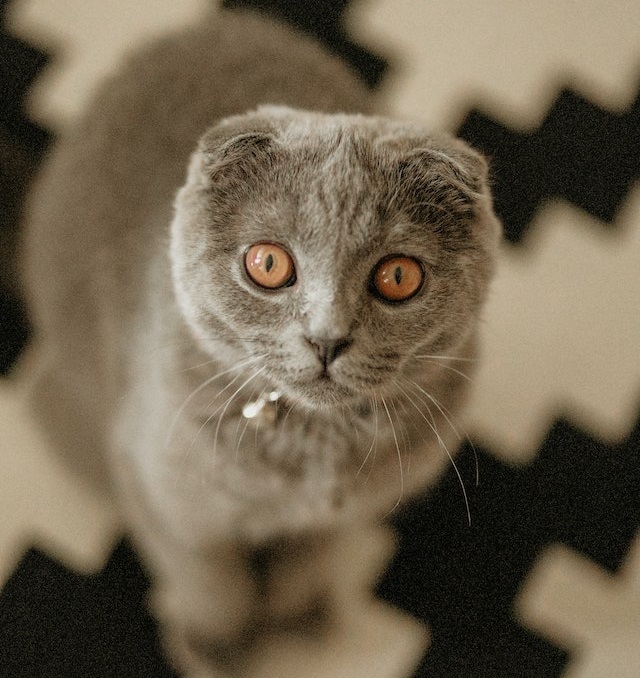 Scottish fold cat breed