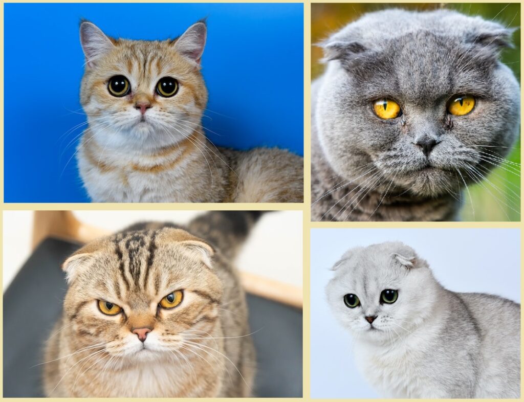 Scottish fold cats