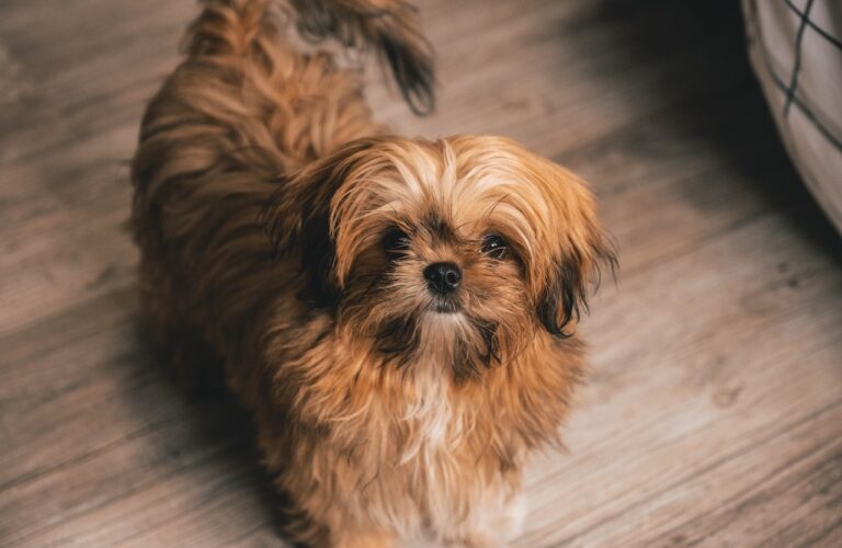 Shih Tzu