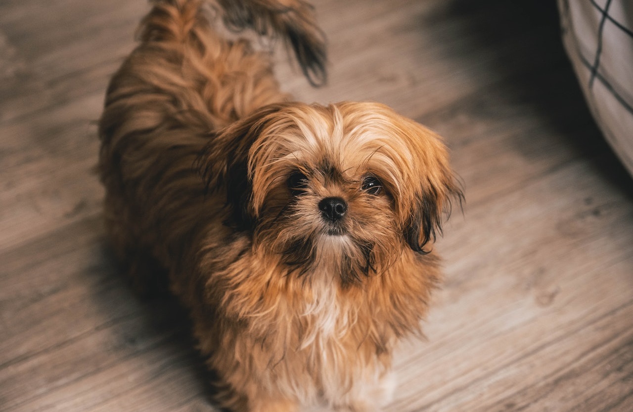 Shih tzu dog