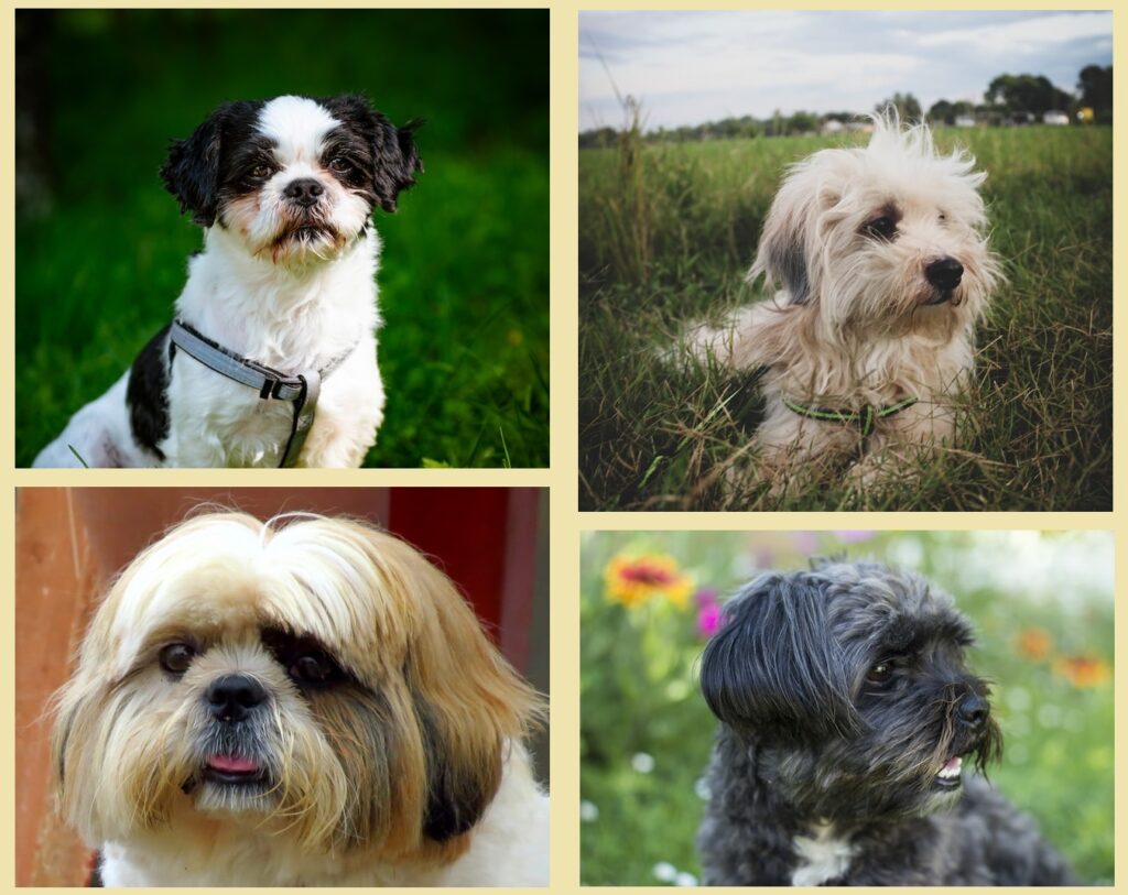 shih tzu dogs