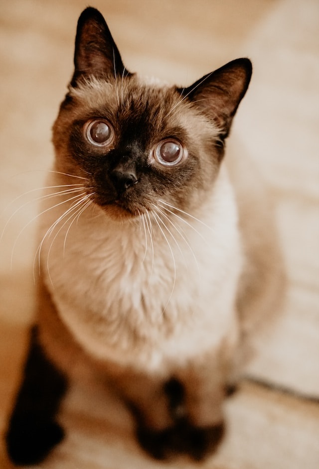 Siamese cat