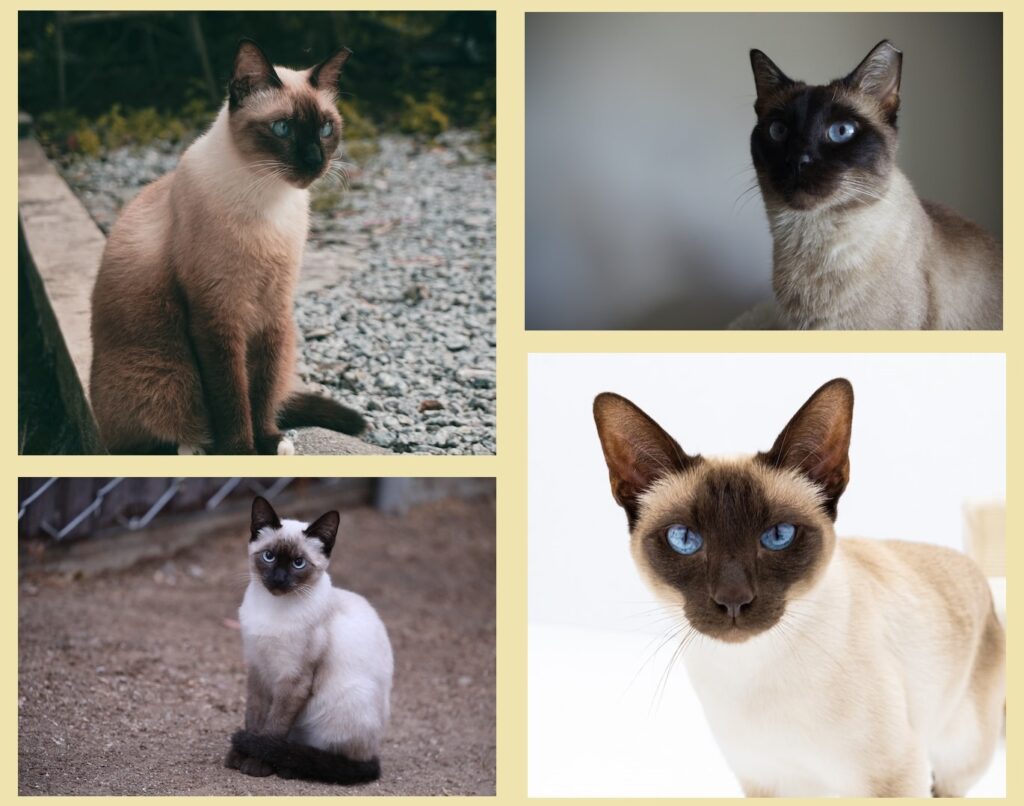 Siamese cats