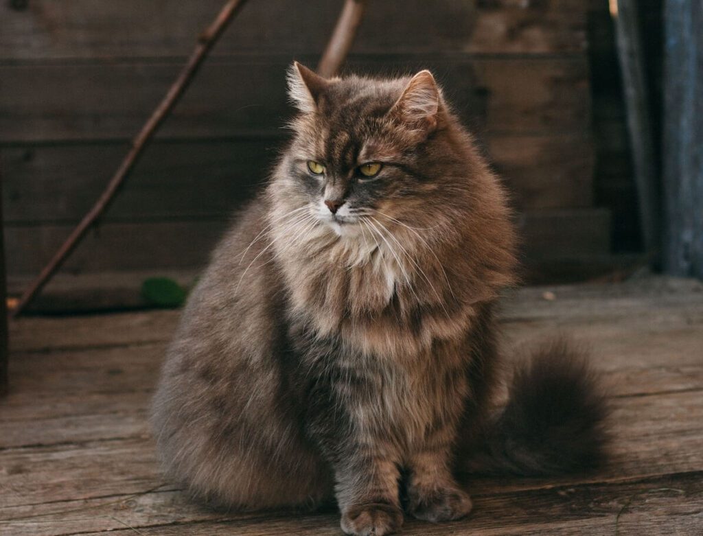 Siberian cat