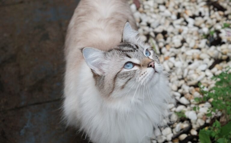 Siberian Cat