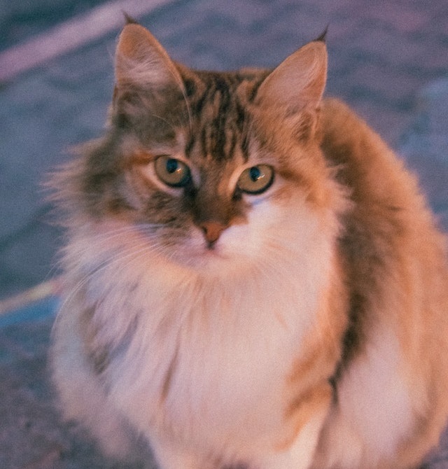 Siberian cat