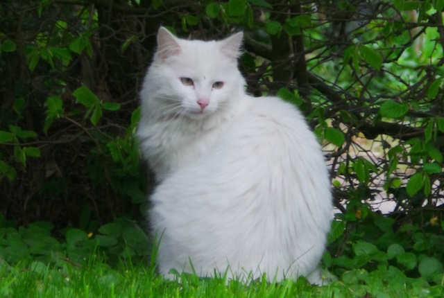 Siberian cat white