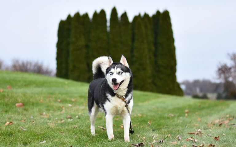 Siberian Husky