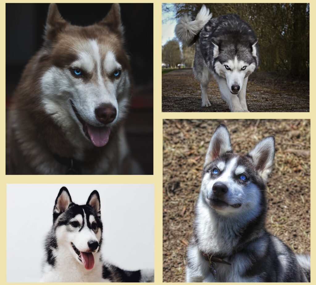 Siberian husky dogs