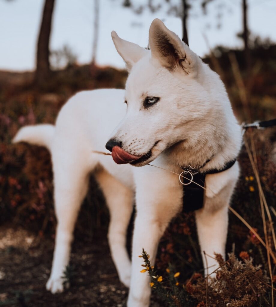 Siberian husky