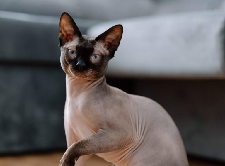 Sphynx Cat