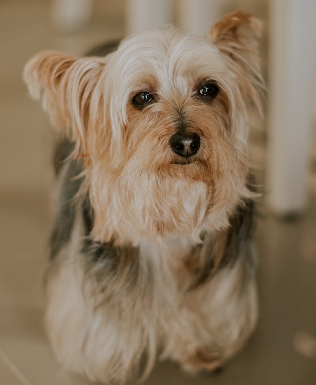 Yorkie dog breed