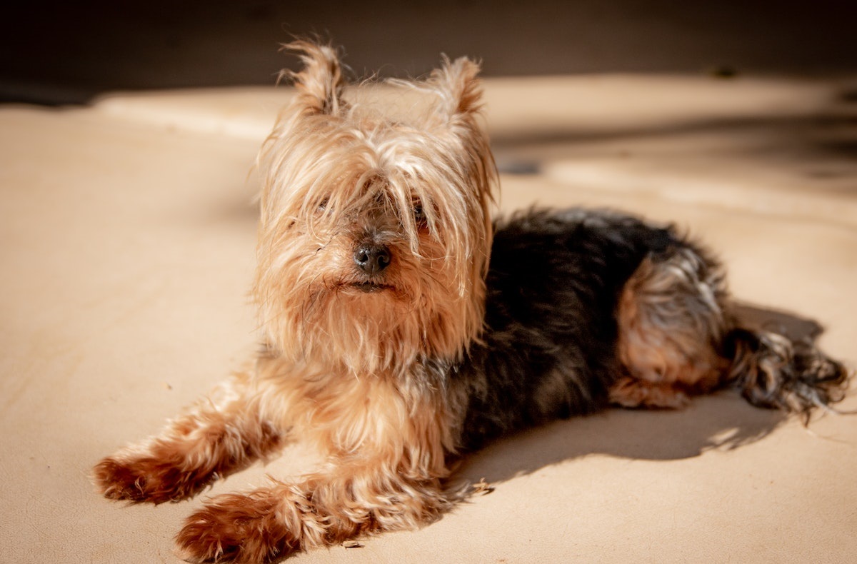 Yorkshire terrier dog breed