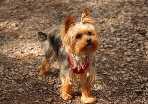 Yorkshire terrier dog