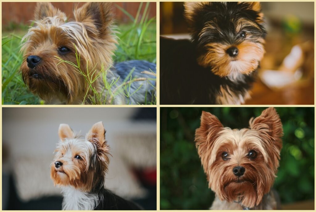 Yorkshire terrier dogs