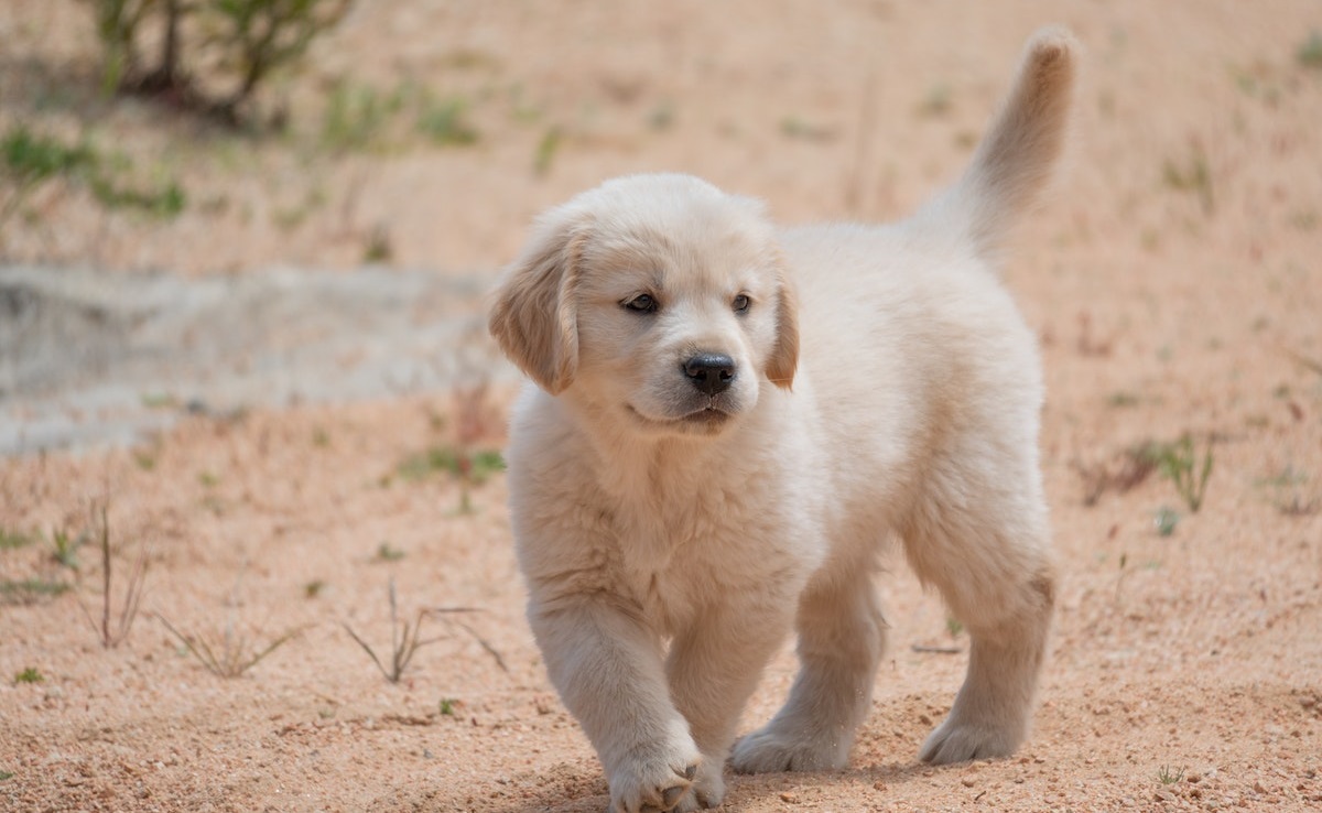 Feeding Schedule and Portion Sizes for Puppy and Dogs