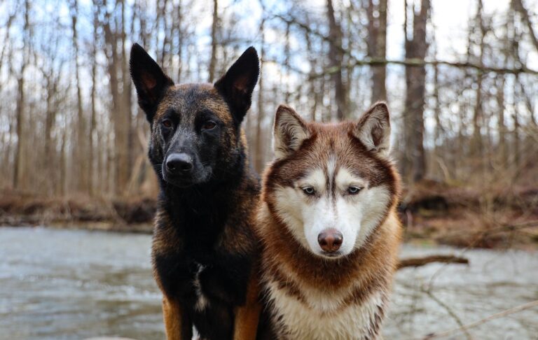 The Perfect Food for Multiple Dogs